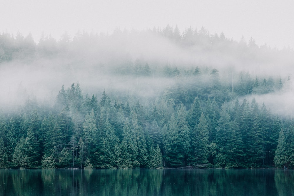 alberi nebbiosi attraverso il lago