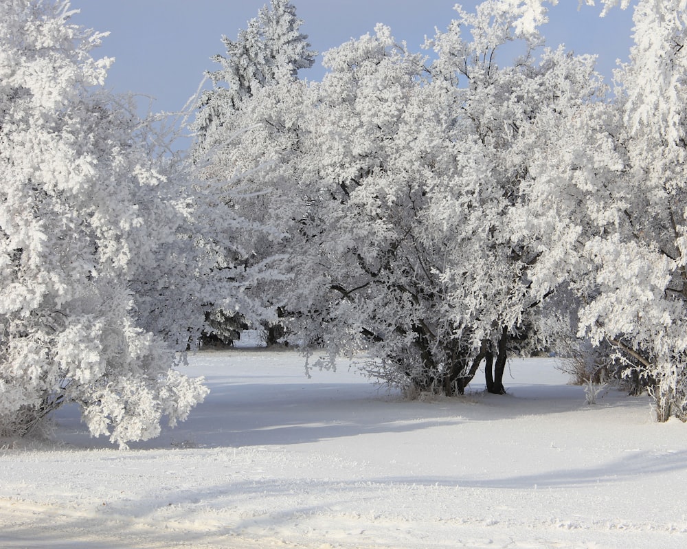 trees with snow flex