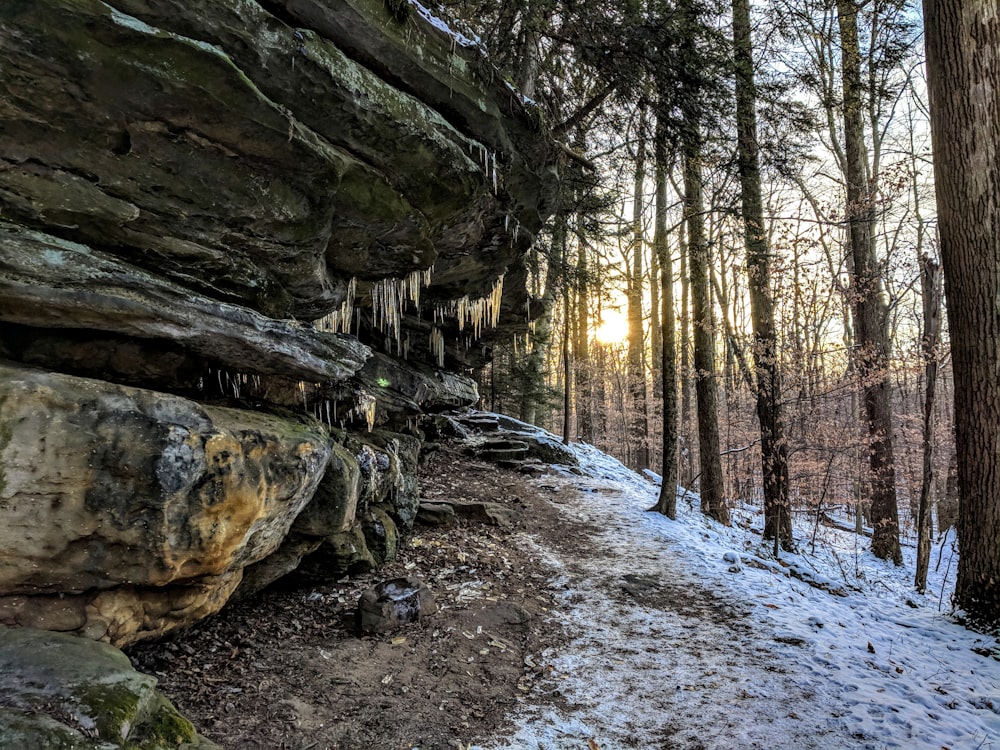 light through trees