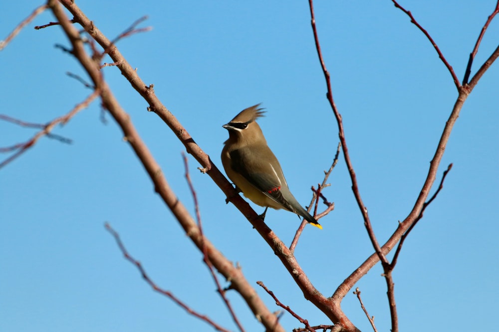 grey bird on the tree trunk illustration