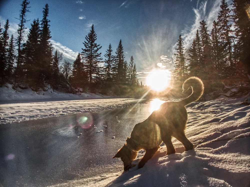 dog on snow-covered field