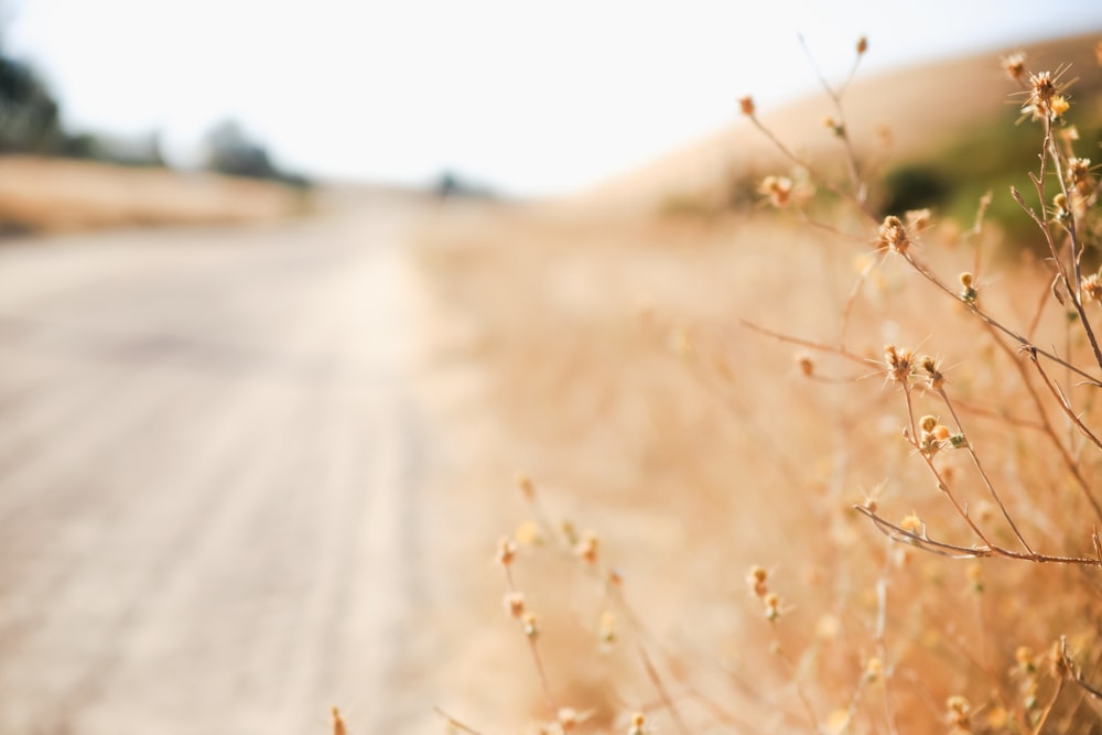 brown grass beside straight road