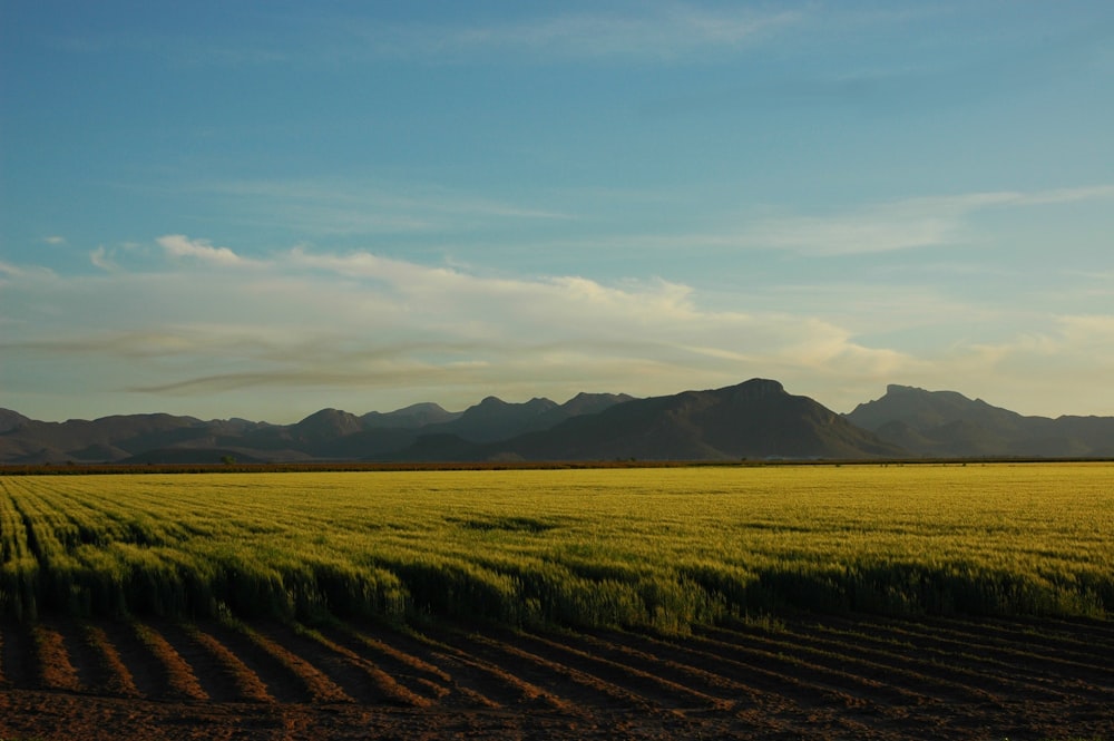 Campo verde sob o céu azul