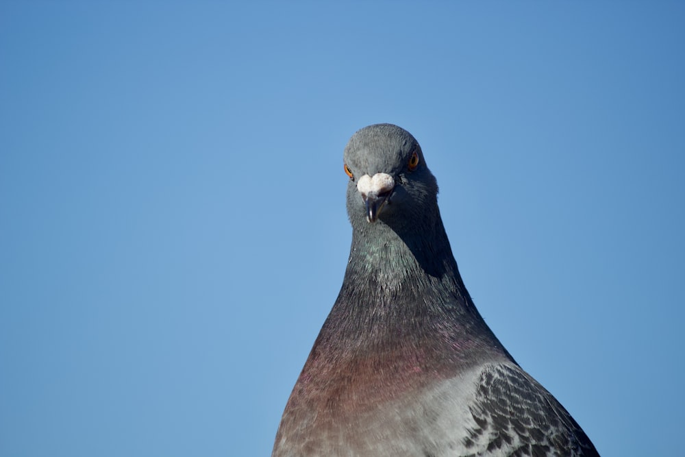 Columbidae pigeon close-up photography