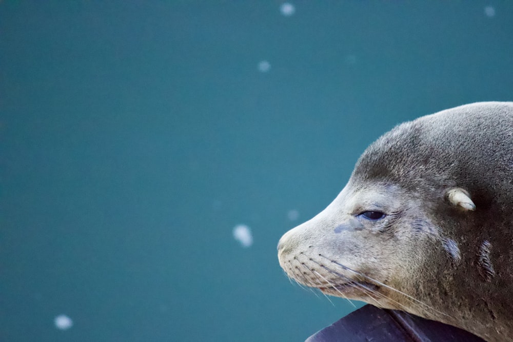 white sea lion