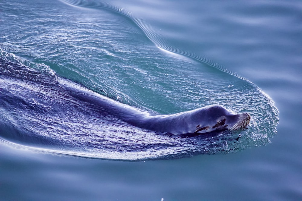 black sealion on water