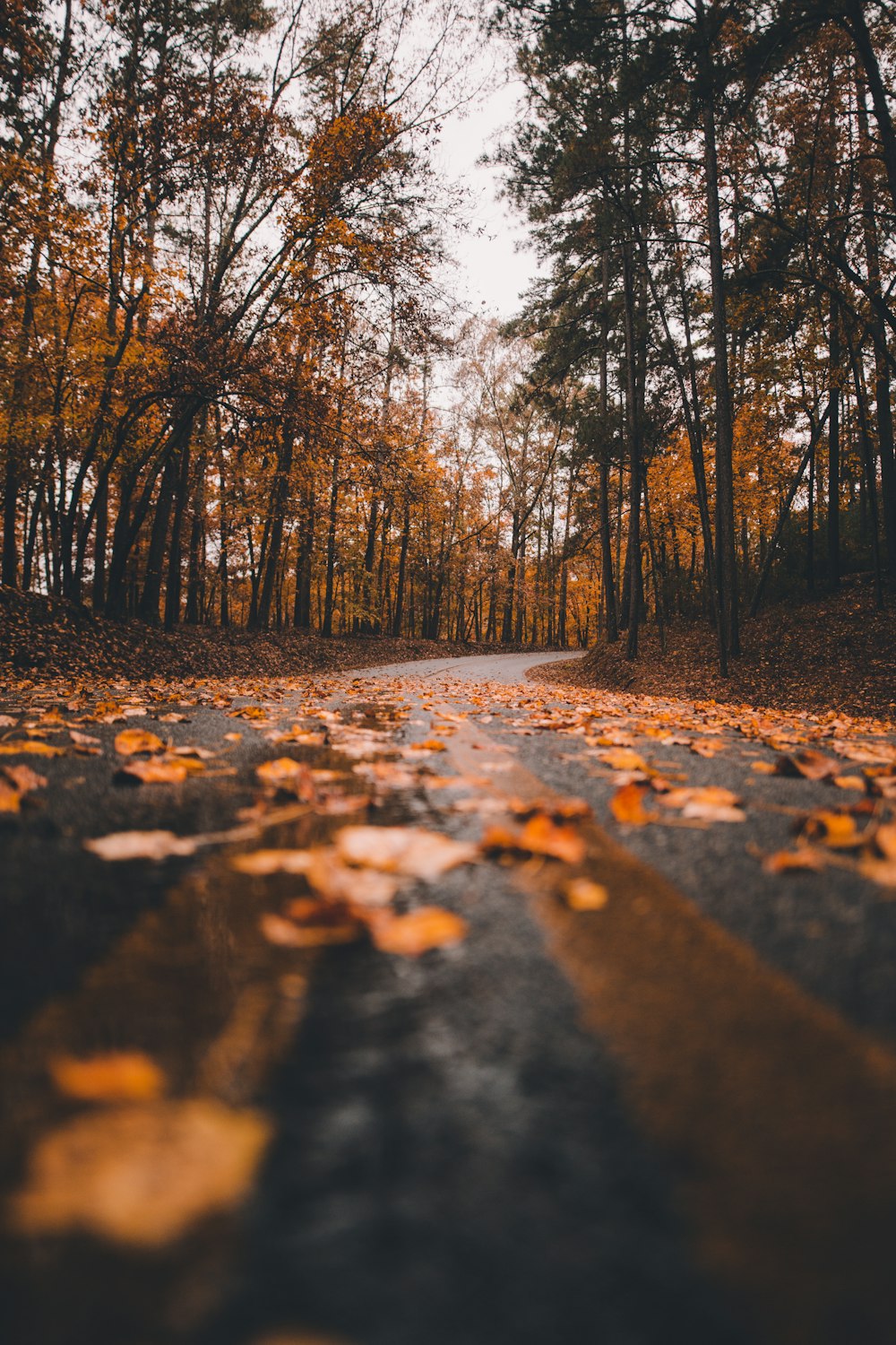 brown dry leaves at road during daytime