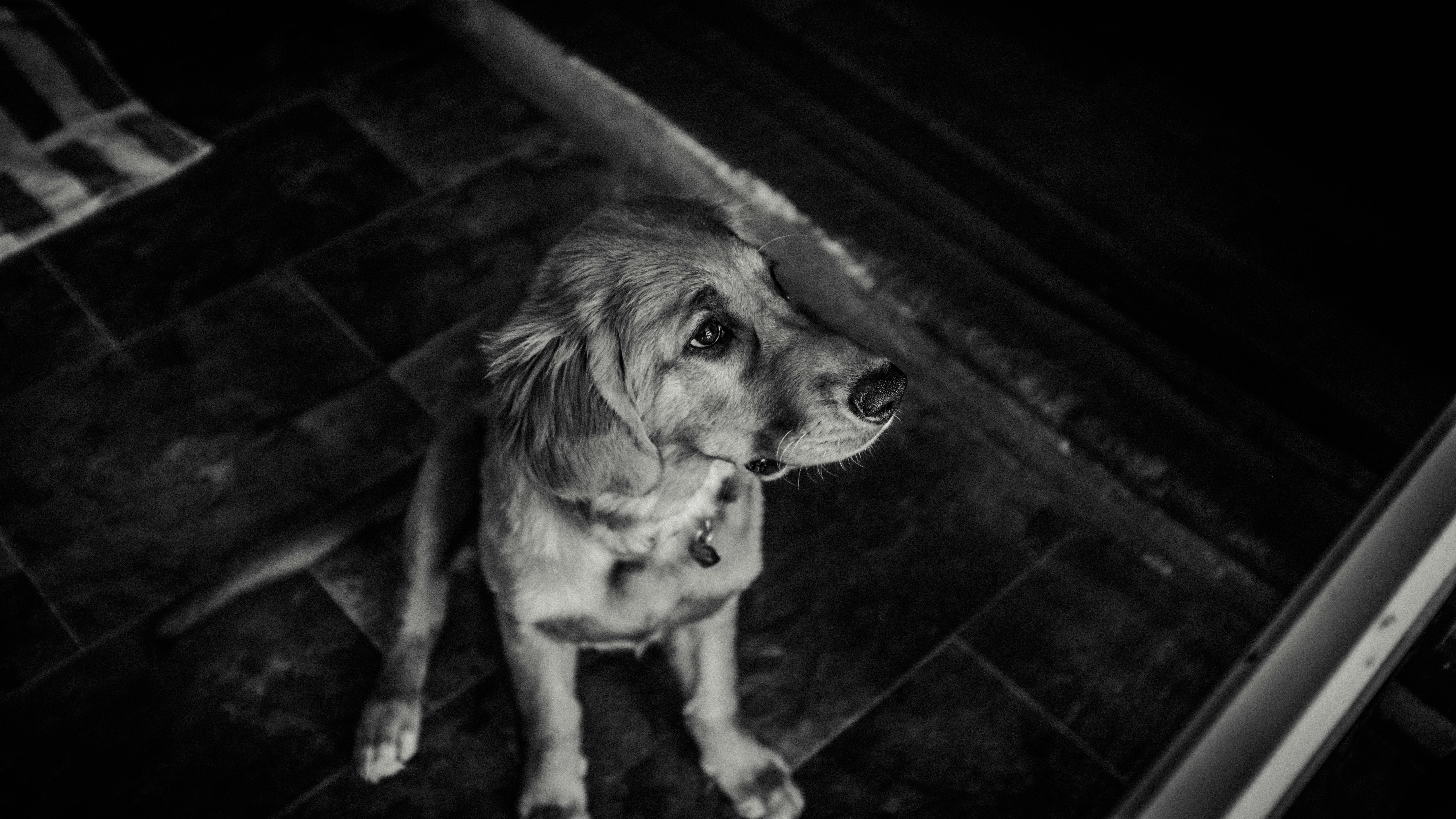 grayscale photography of dog sitting on floor