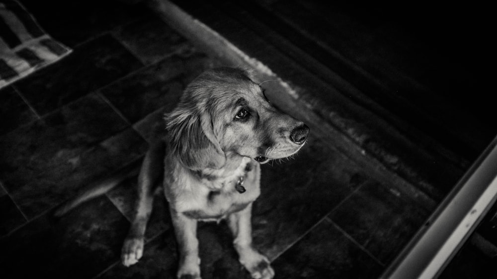 grayscale photography of dog sitting on floor