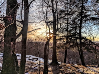 A serene forest scene at sunset, with the sun setting behind tall trees, casting long shadows across the forest floor. The sky is painted with hues of orange, blue, and pink, while patches of snow cover the ground, adding a wintery atmosphere.