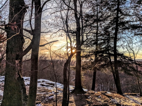 A serene forest scene at sunset, with the sun setting behind tall trees, casting long shadows across the forest floor. The sky is painted with hues of orange, blue, and pink, while patches of snow cover the ground, adding a wintery atmosphere.