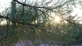 Sunlight filters through the green needles of a pine tree branch, casting a soft glow and creating a serene and natural atmosphere.