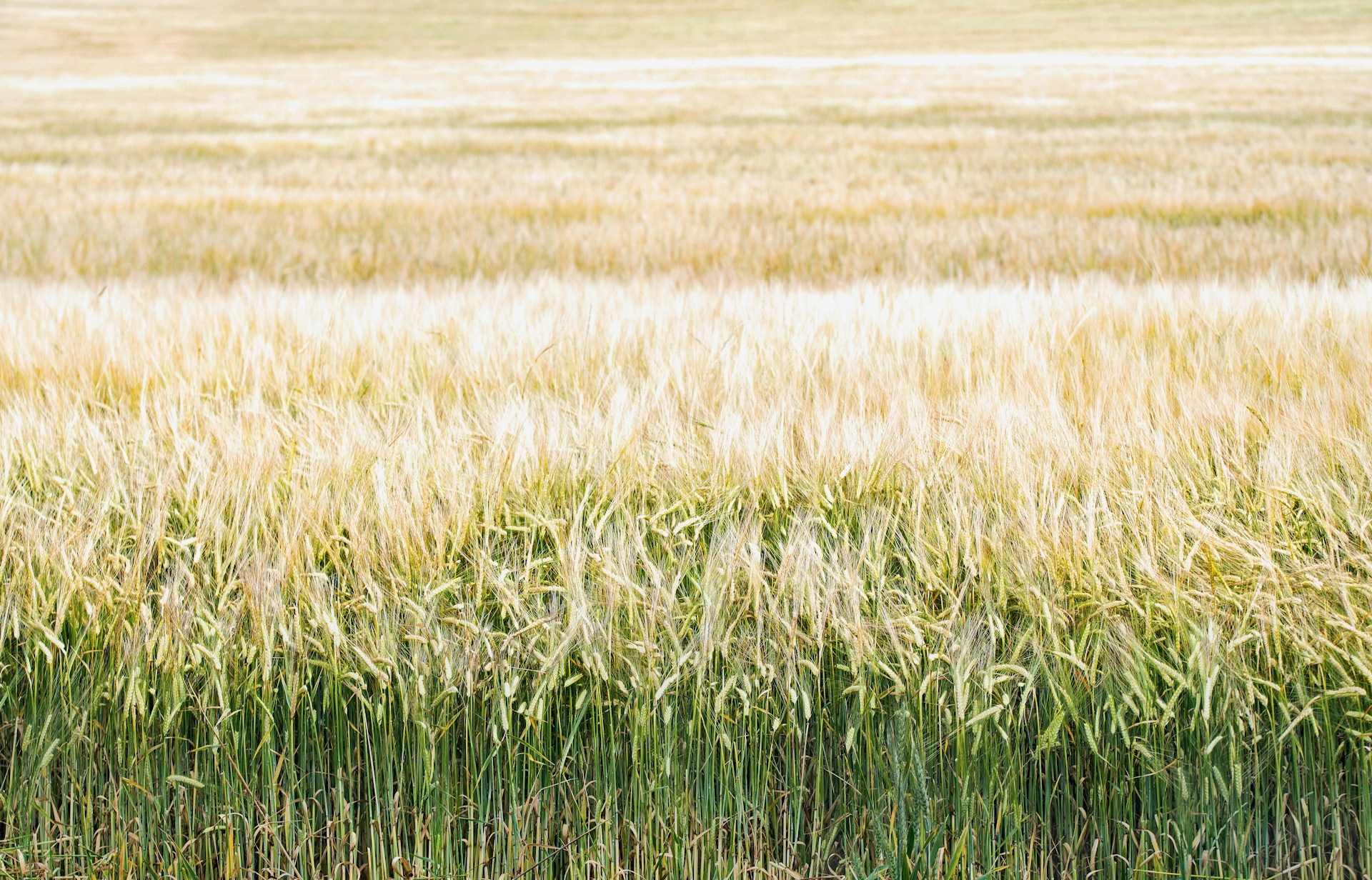 crop field