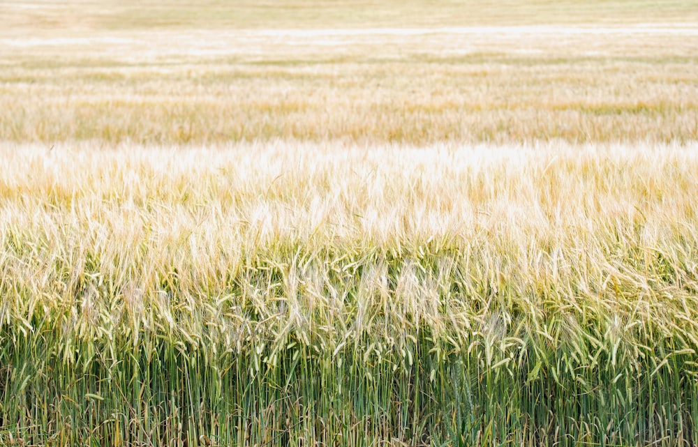 crop field