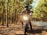 A person wearing a helmet and protective gear is sitting on a motorcycle in a sunlit forest area. The motorcycle's headlight is turned on, and the person is facing directly forward, surrounded by tall trees with green leaves. The scene conveys a sense of adventure and exploration on a winding road.