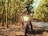 A person wearing a helmet and protective gear is sitting on a motorcycle in a sunlit forest area. The motorcycle's headlight is turned on, and the person is facing directly forward, surrounded by tall trees with green leaves. The scene conveys a sense of adventure and exploration on a winding road.