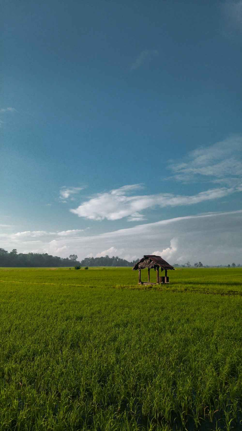 brown animal on green grass field