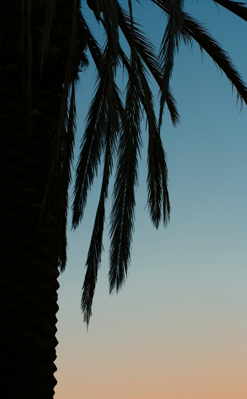 low-angle view of palm tree