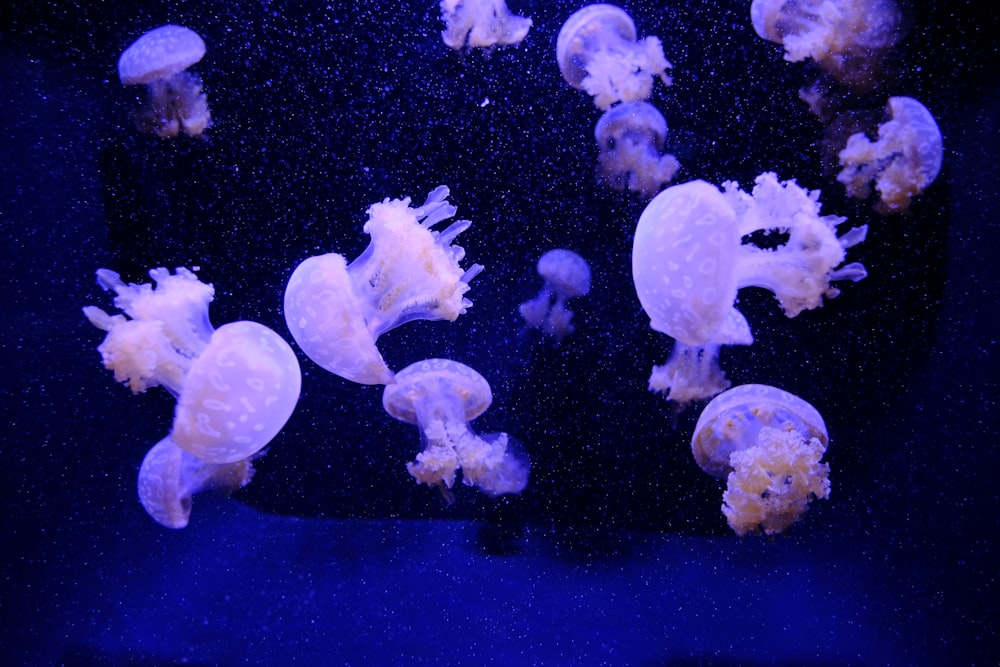 school of white jellyfish