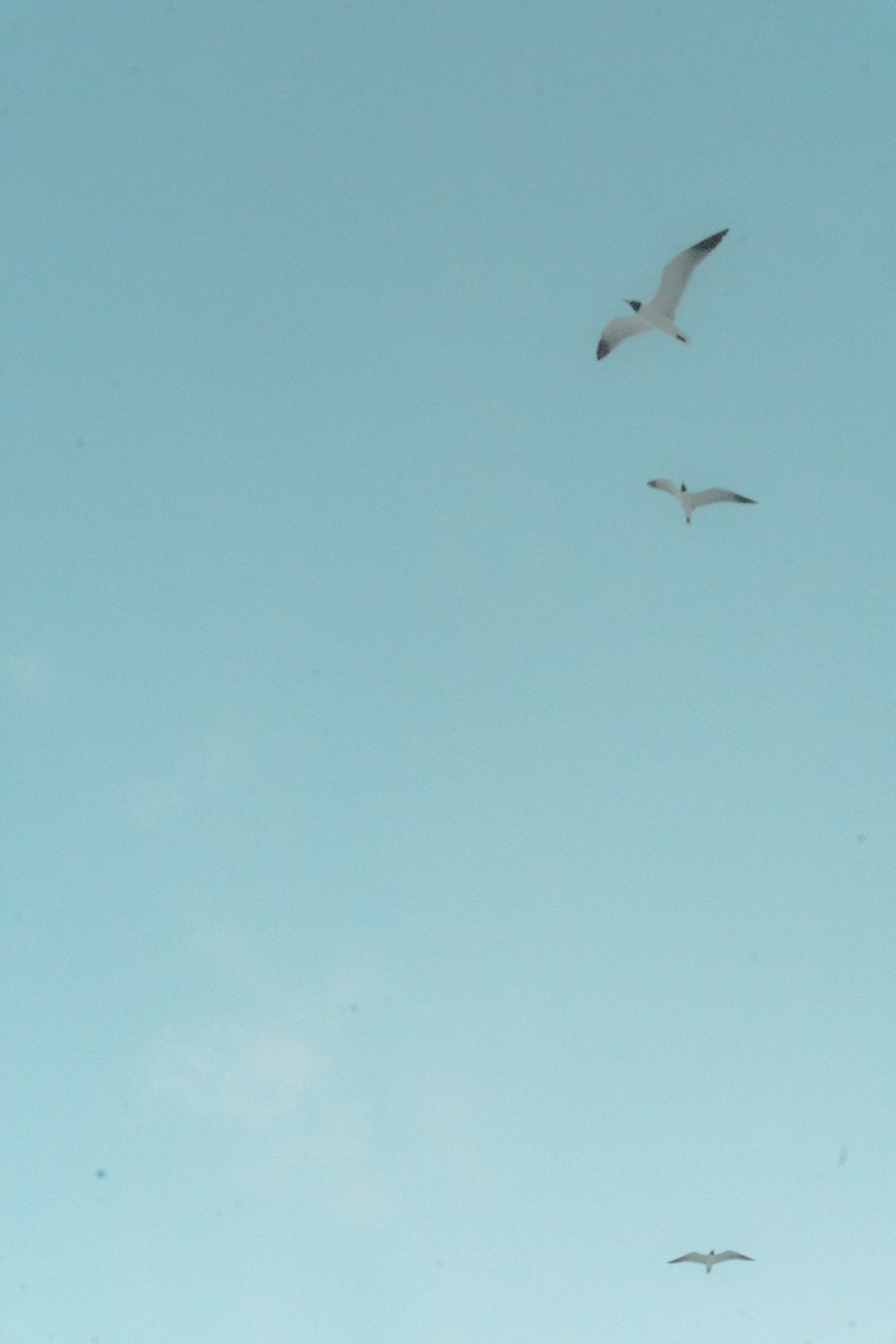 three birds lying on the sky