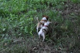 Two energetic puppies playfully tugging on a rope toy in the grass.