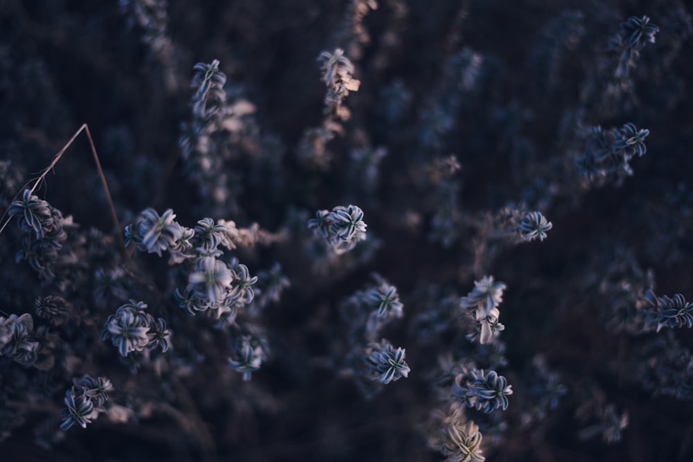 tessuto floreale in bianco e nero