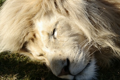 Close-up of a lion resting peacefully in tall grass during golden hour.