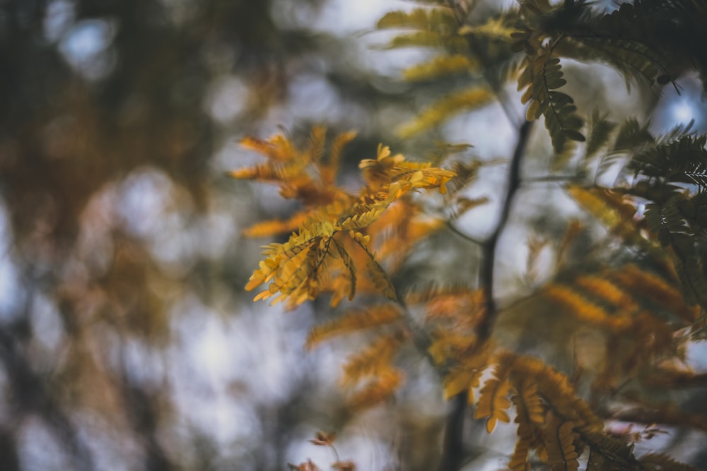 plante à feuilles brunes