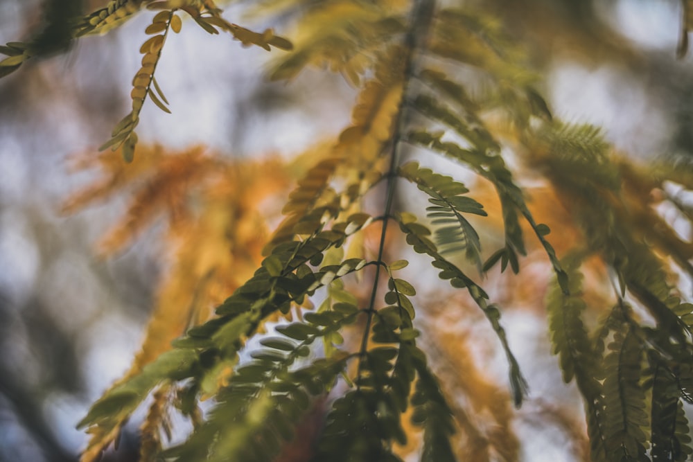 selective focus photo of green leaves