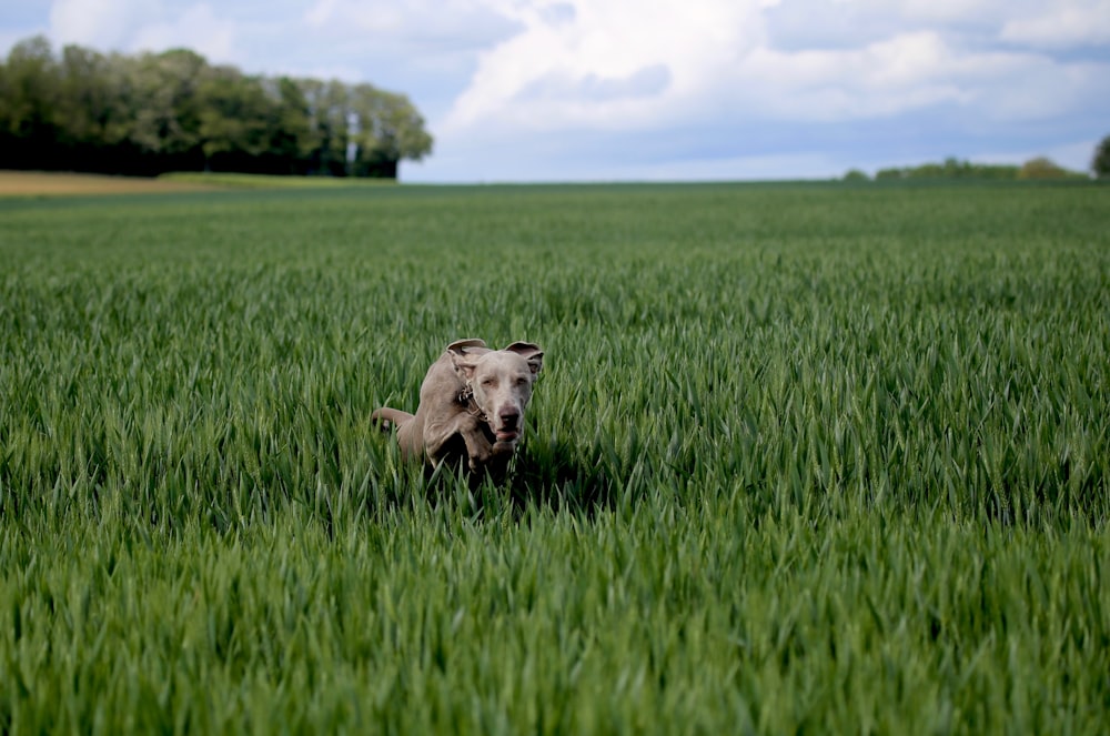 gray coated dog standing on grass field