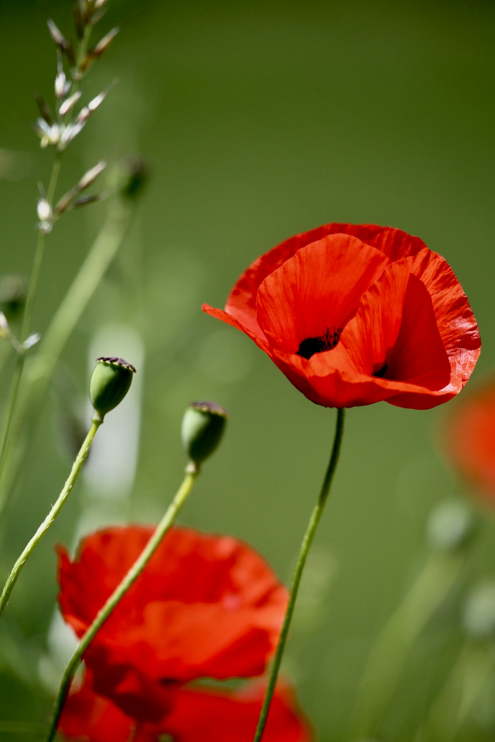 selective focus photography of orange poppy flower