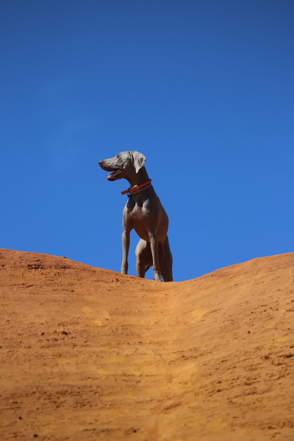 grauer kurzer Mantel, großer Hund, steht auf dem Kamm des Hügels