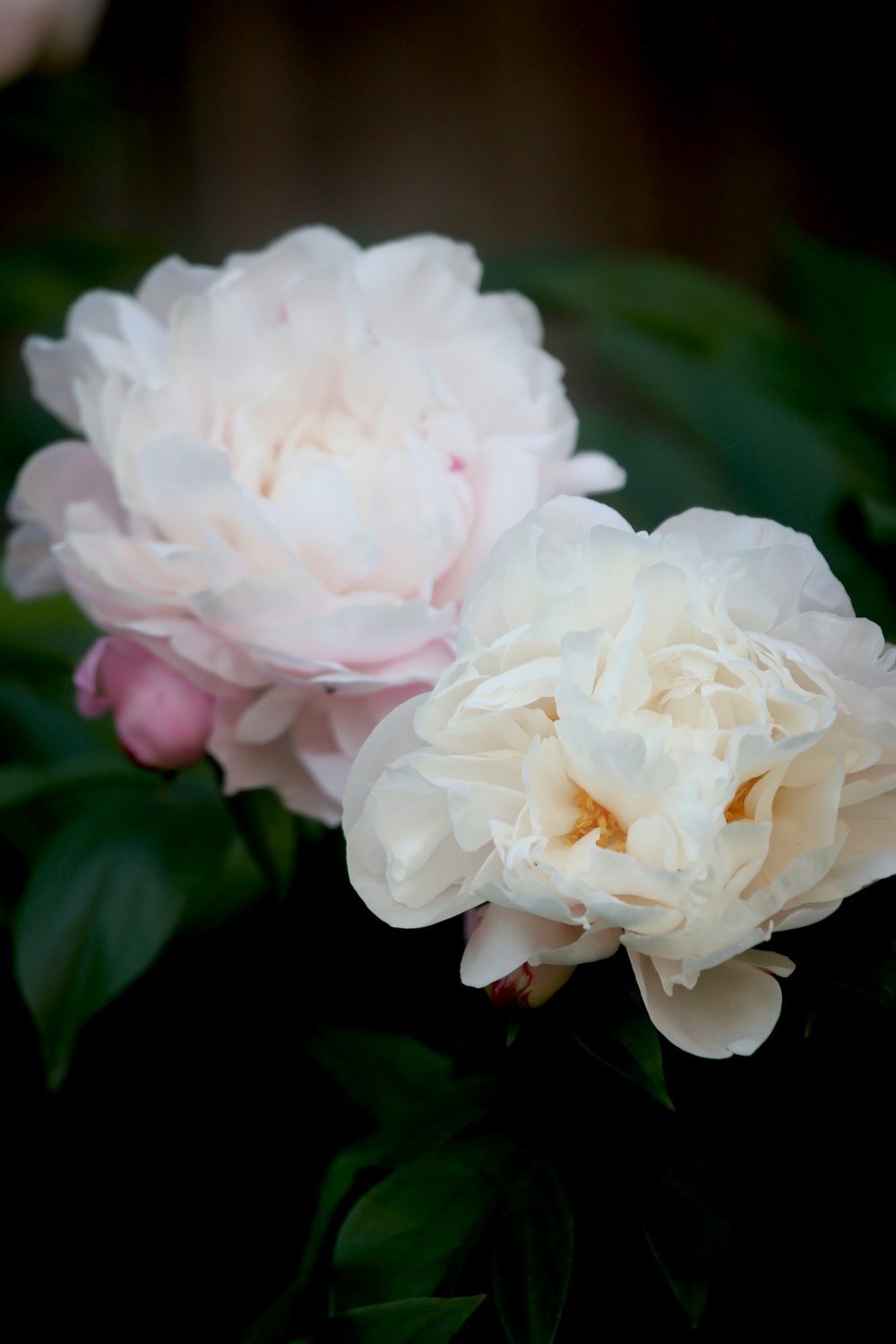 white and pink roses in bloom