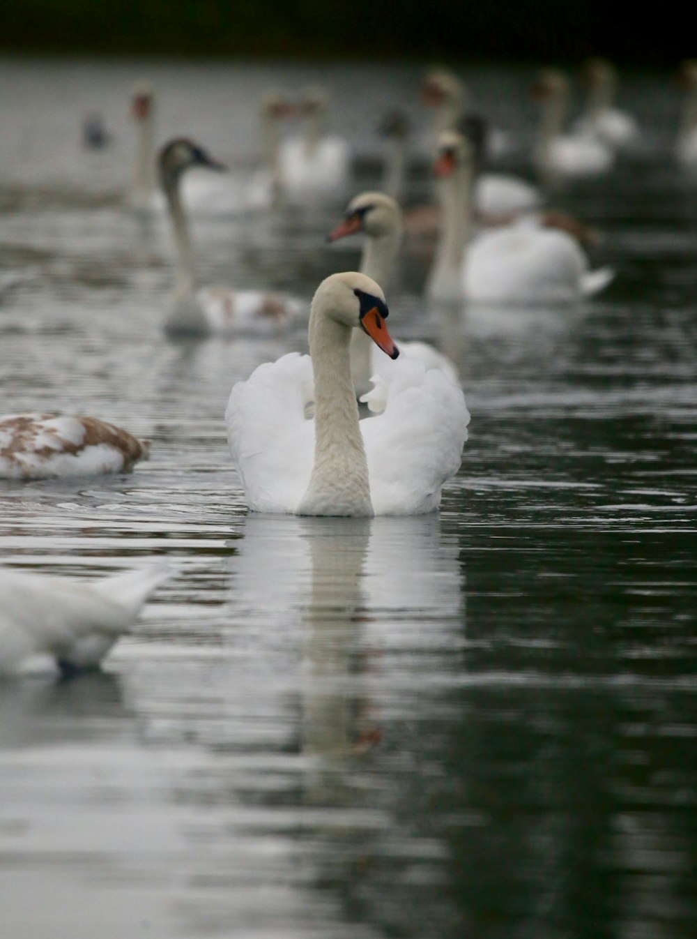 selective focus of swan