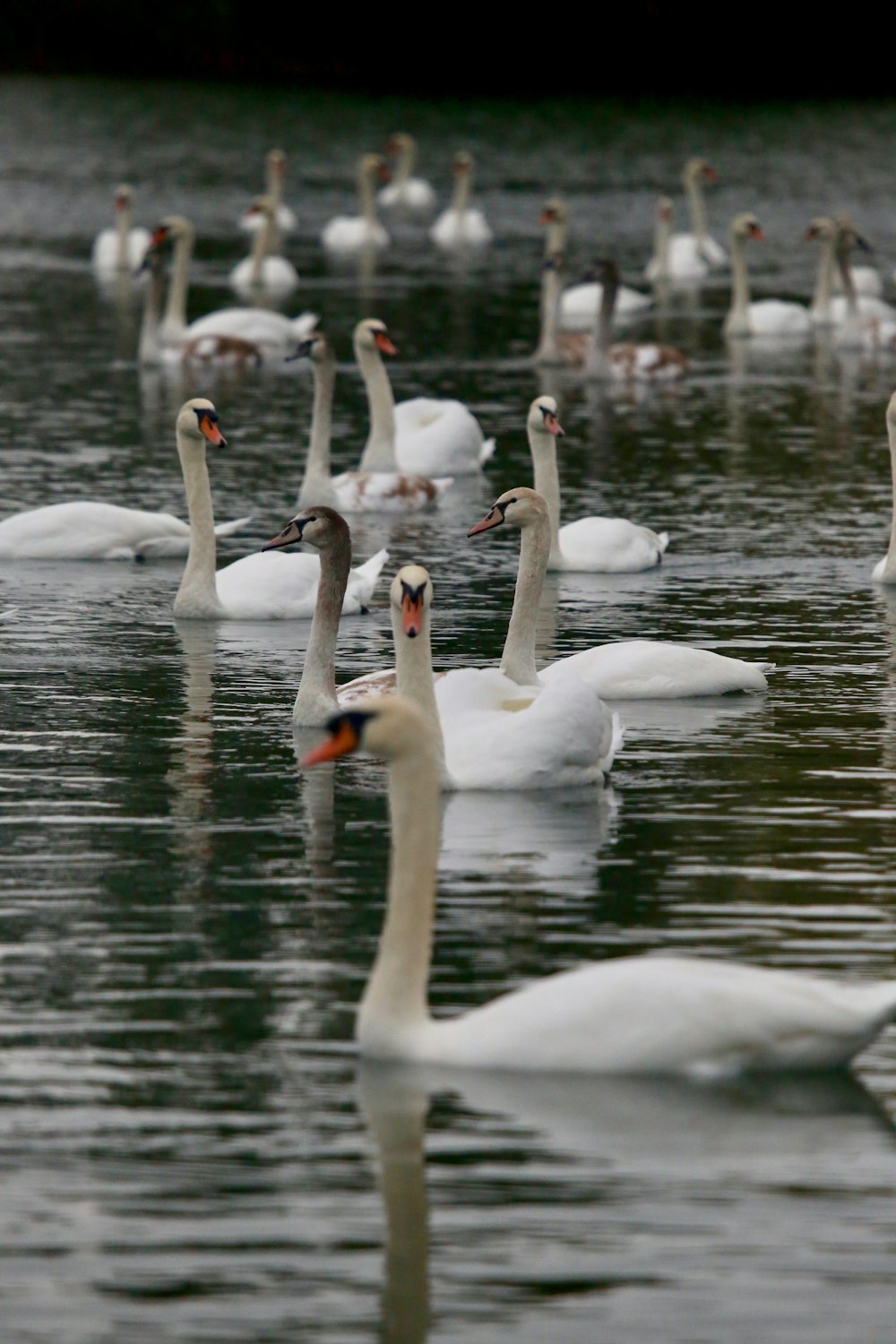 white duck on body of water