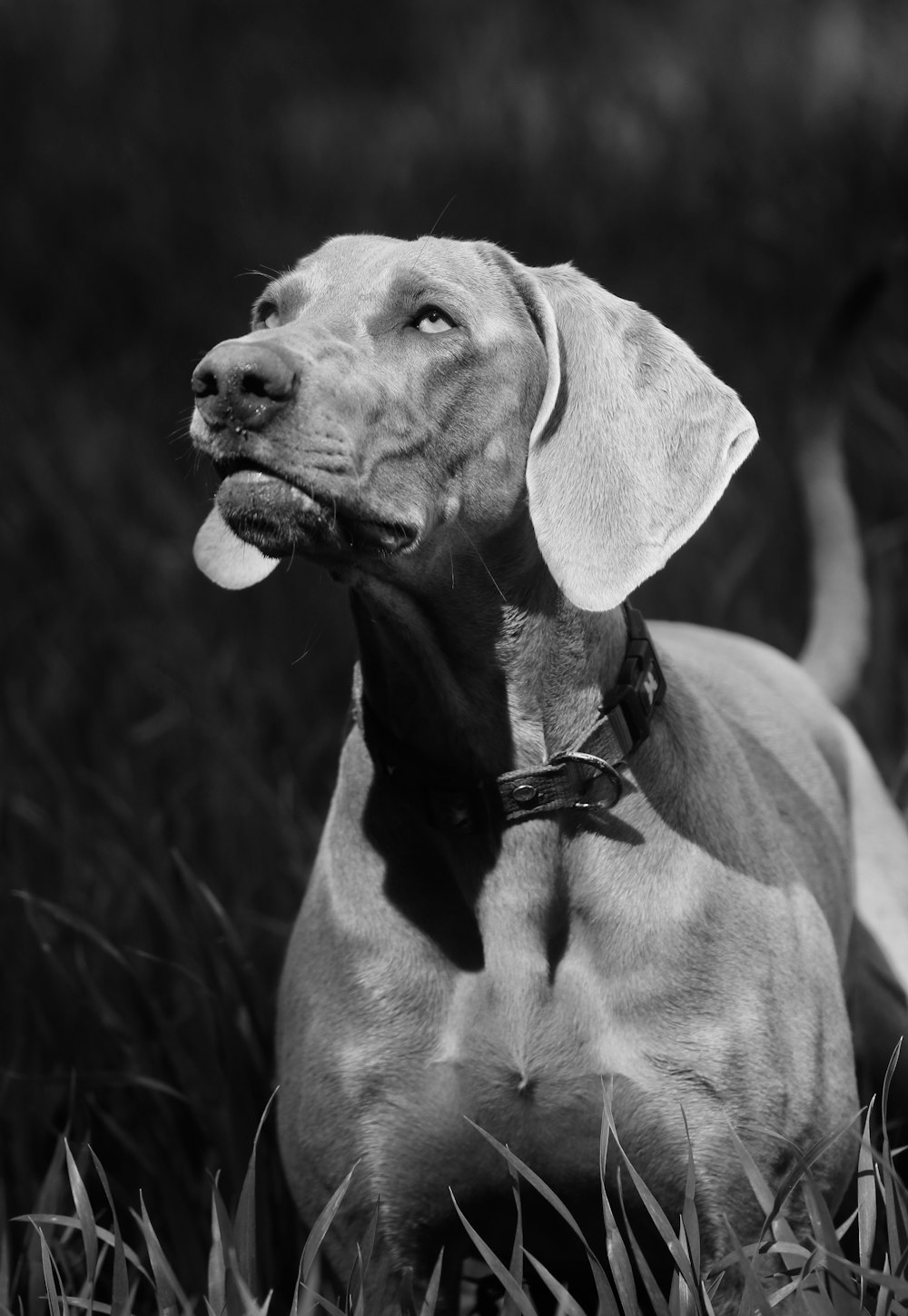 grayscale photography of dog standing on grass