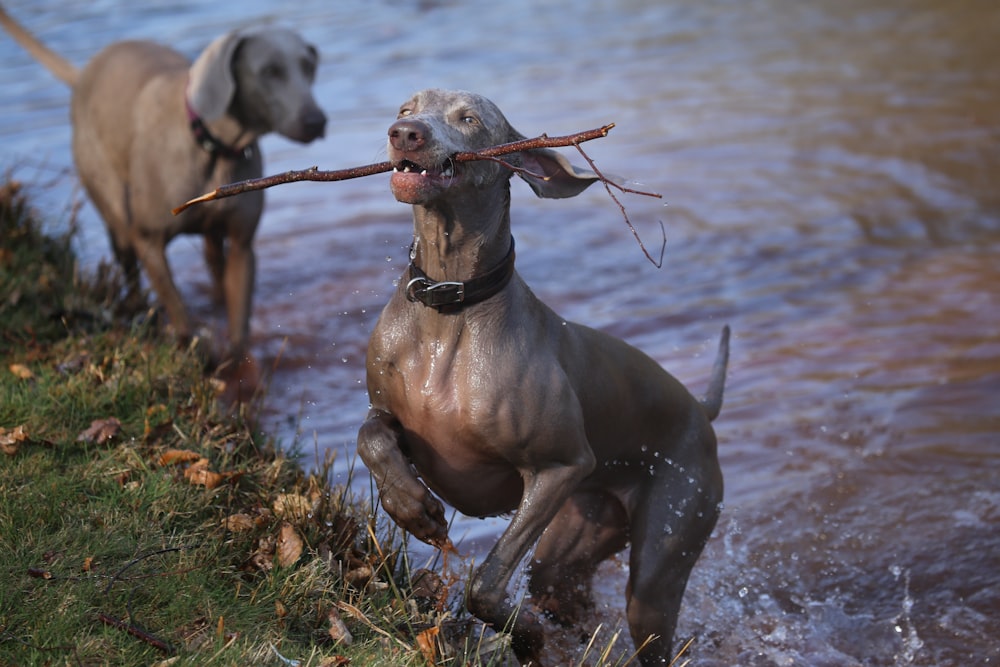 brown dog biting stick near body of water
