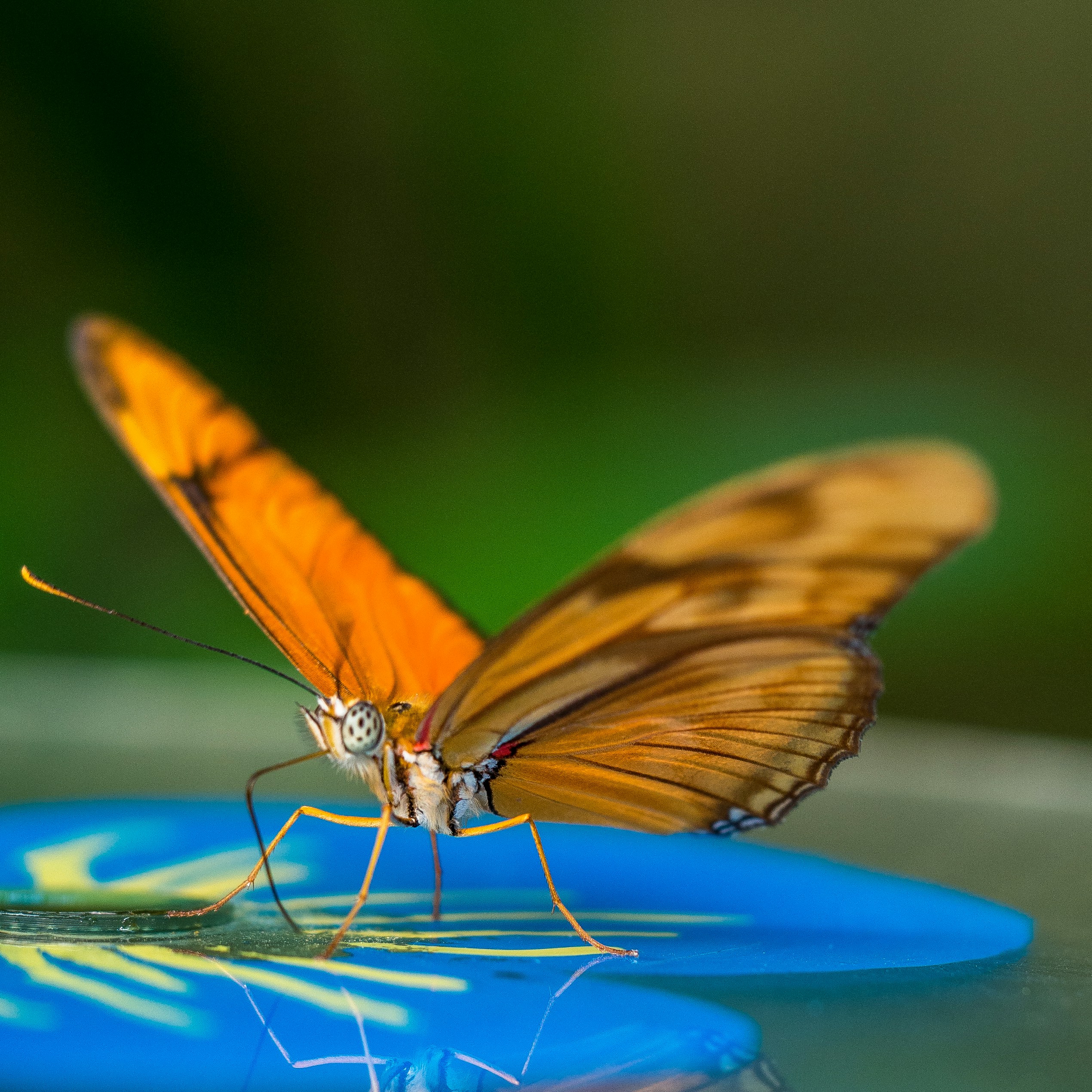 yellow butterfly