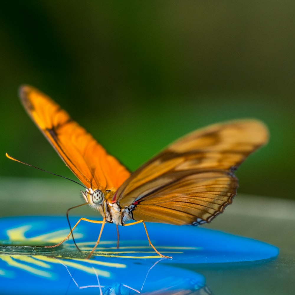 borboleta amarela