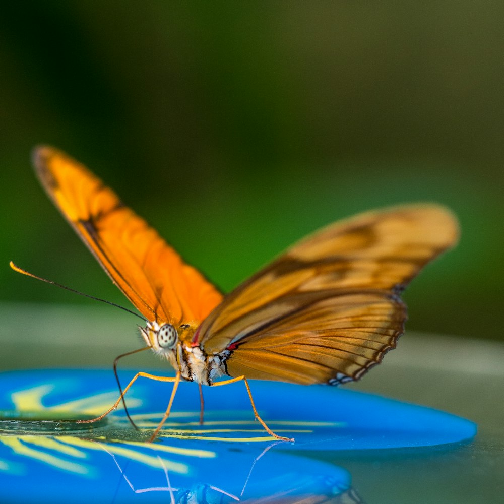 yellow butterfly