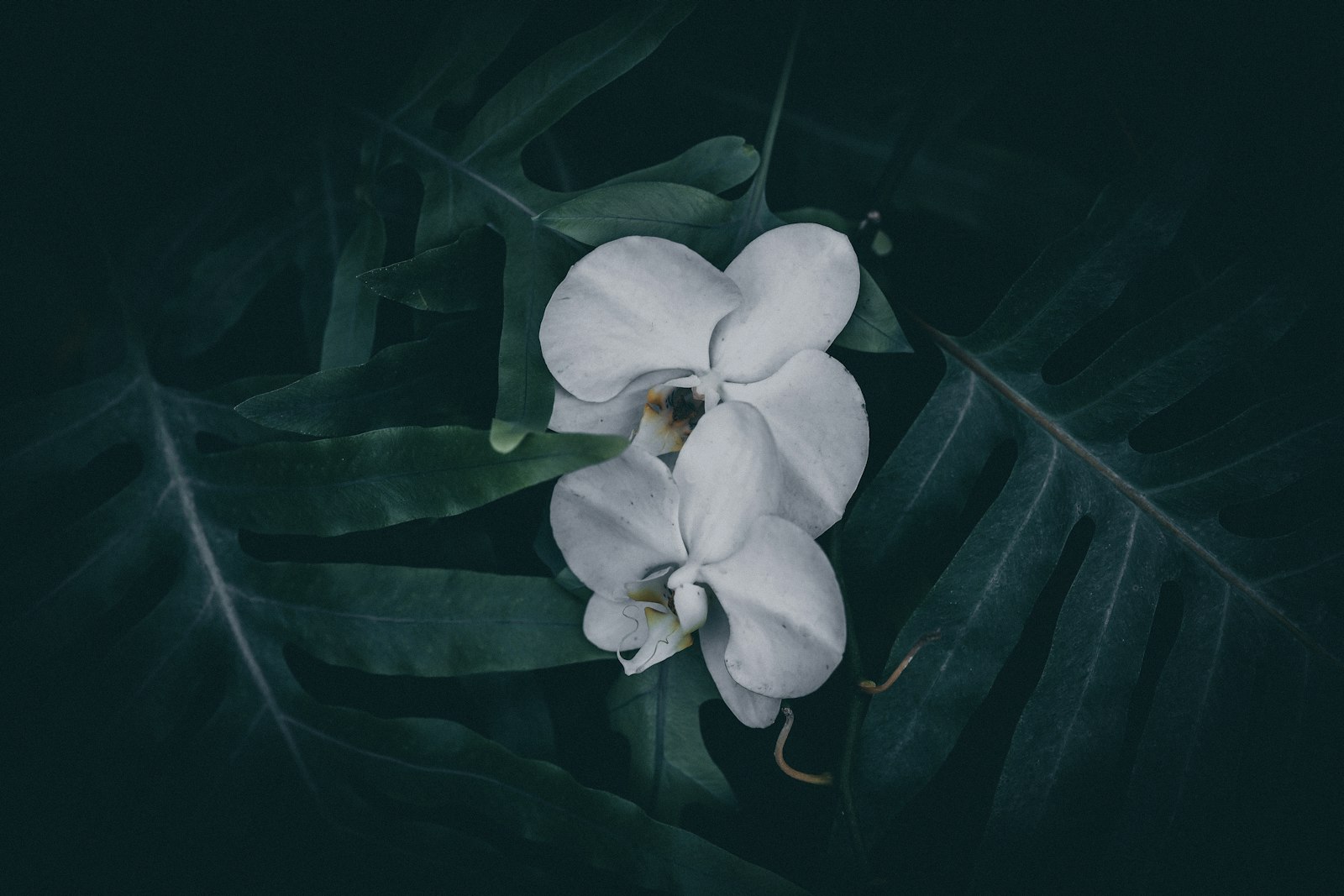 Canon EOS R + Canon RF 50mm F1.2L USM sample photo. White orchid flowers photography