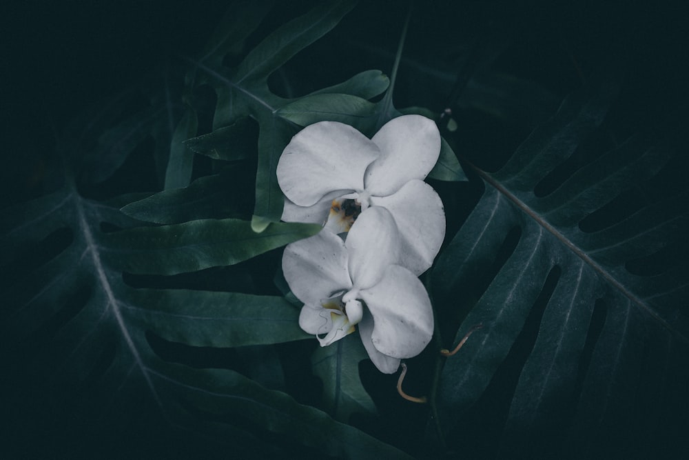 white Orchid flowers