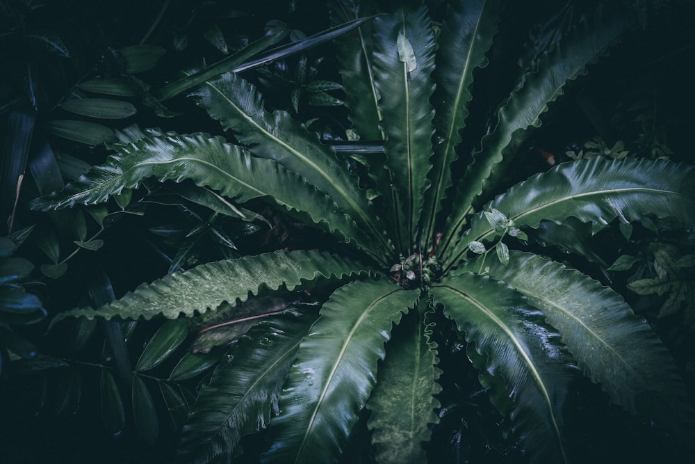 Planta de palma
