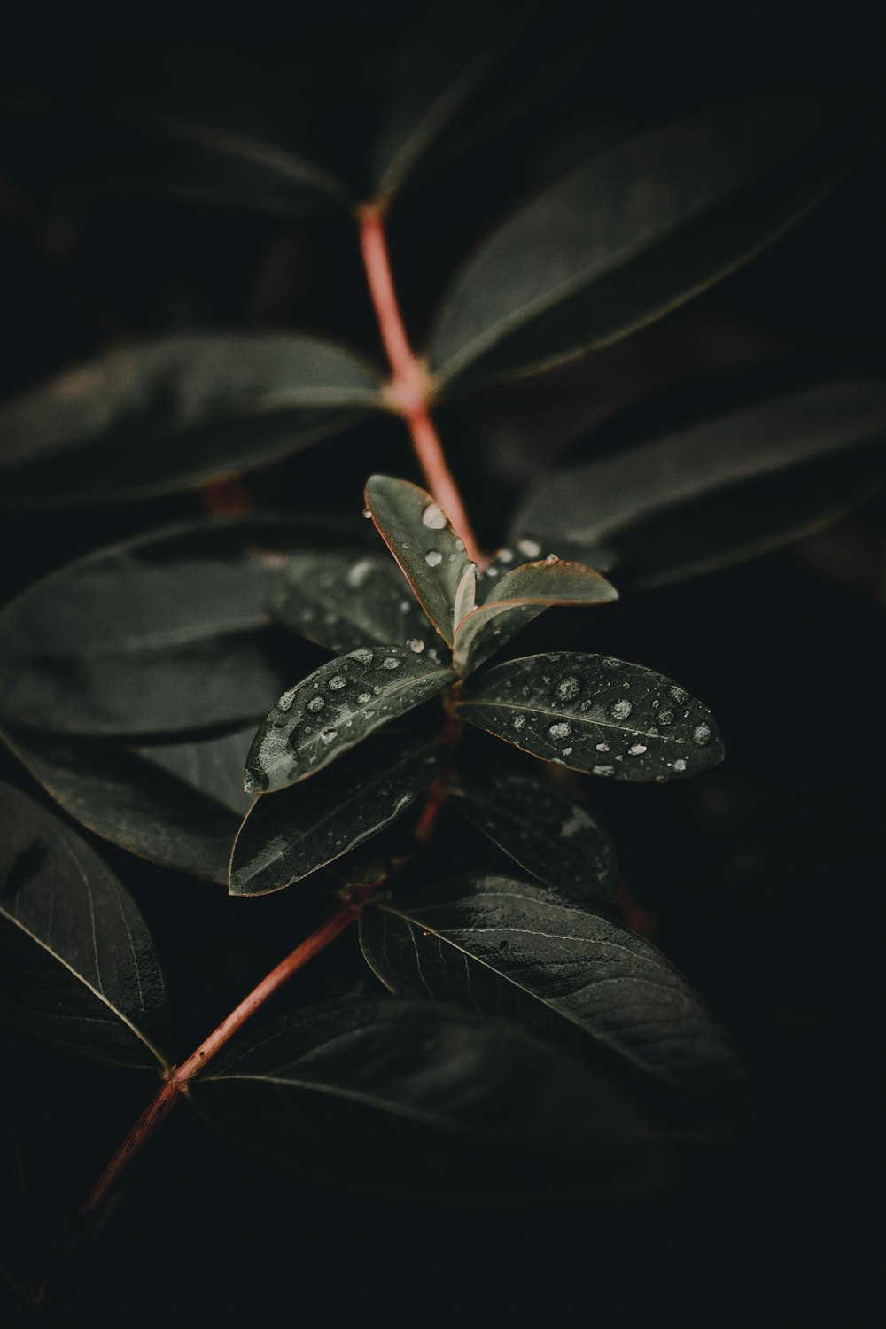 water dew on green-leafed plant