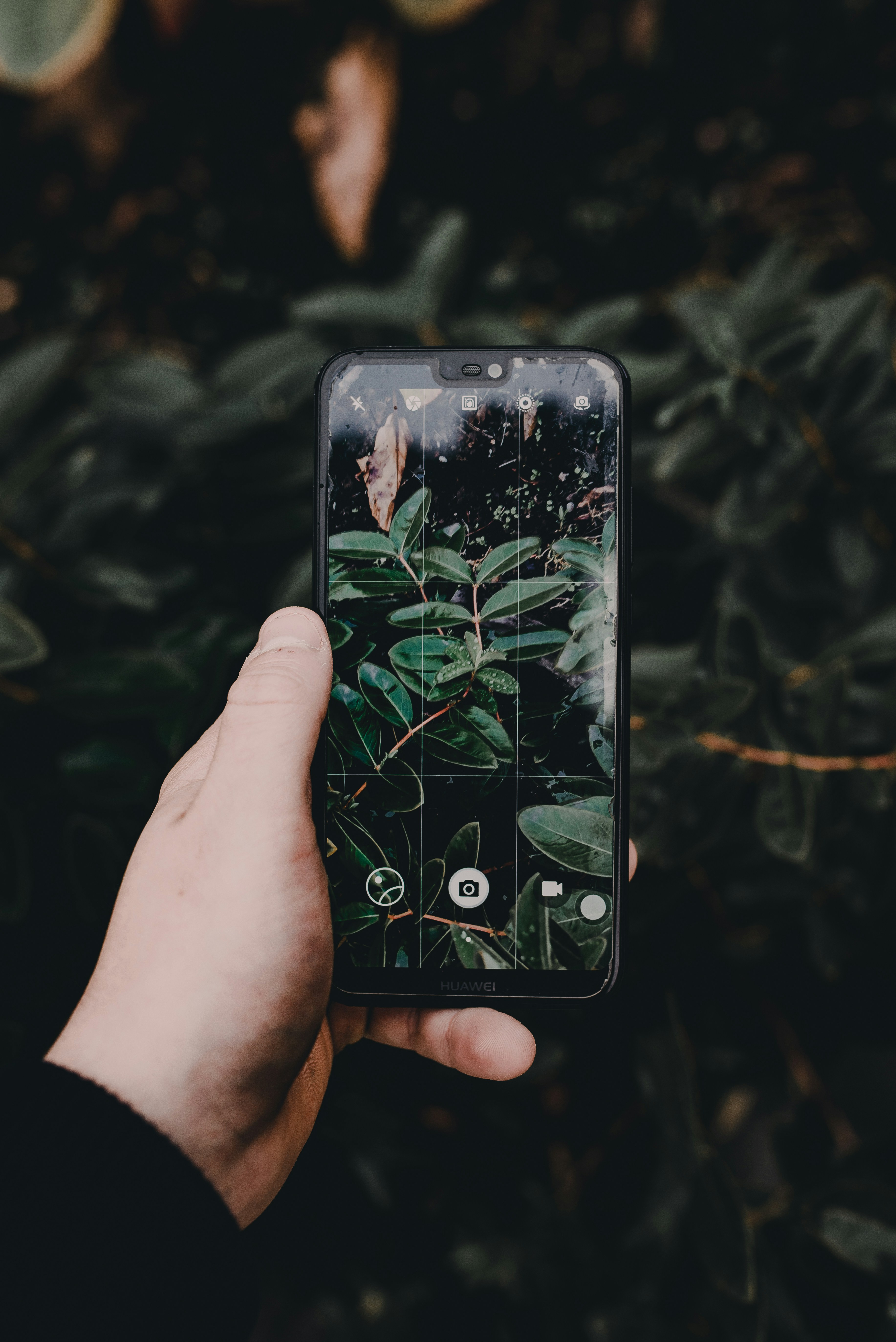 Person examining a plant leaf with a smartphone camera