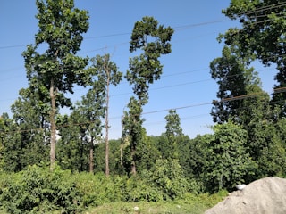 Tall trees with lush green foliage are set against a clear blue sky. Power lines cross the scene horizontally, while dense undergrowth is visible at the base.