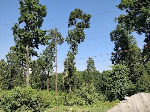Tall trees with lush green foliage are set against a clear blue sky. Power lines cross the scene horizontally, while dense undergrowth is visible at the base.