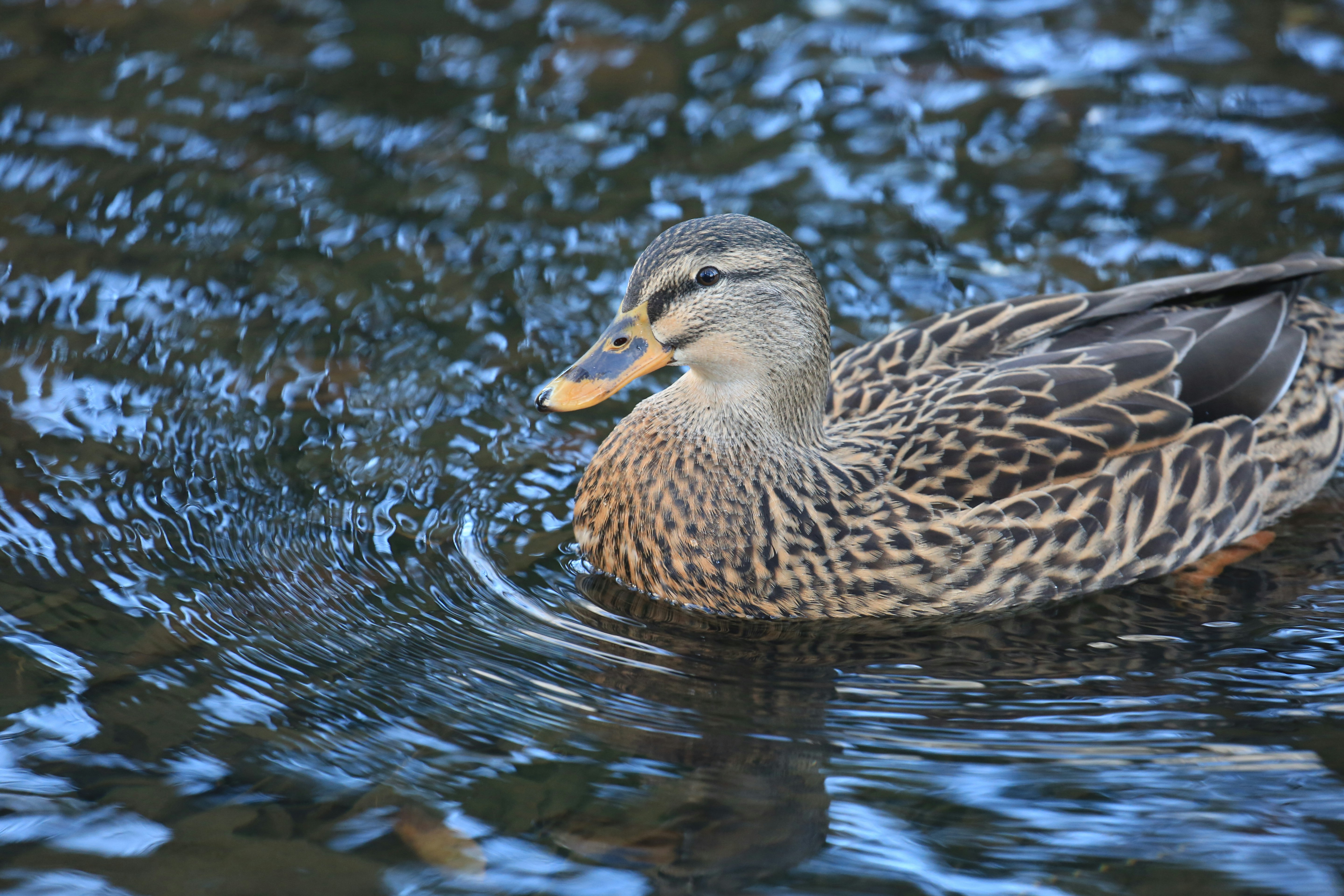 Photo by robpumphrey