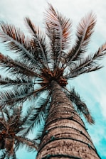 low angle photography of coconut tree