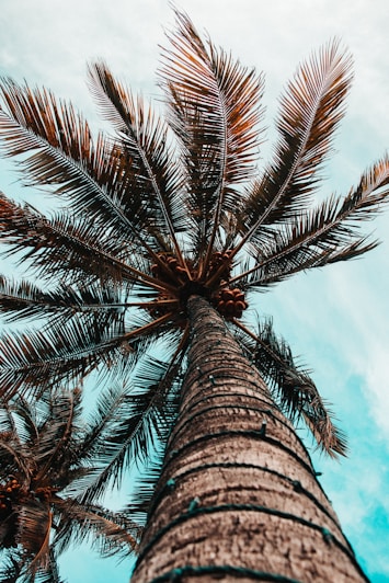 low angle photography of coconut tree